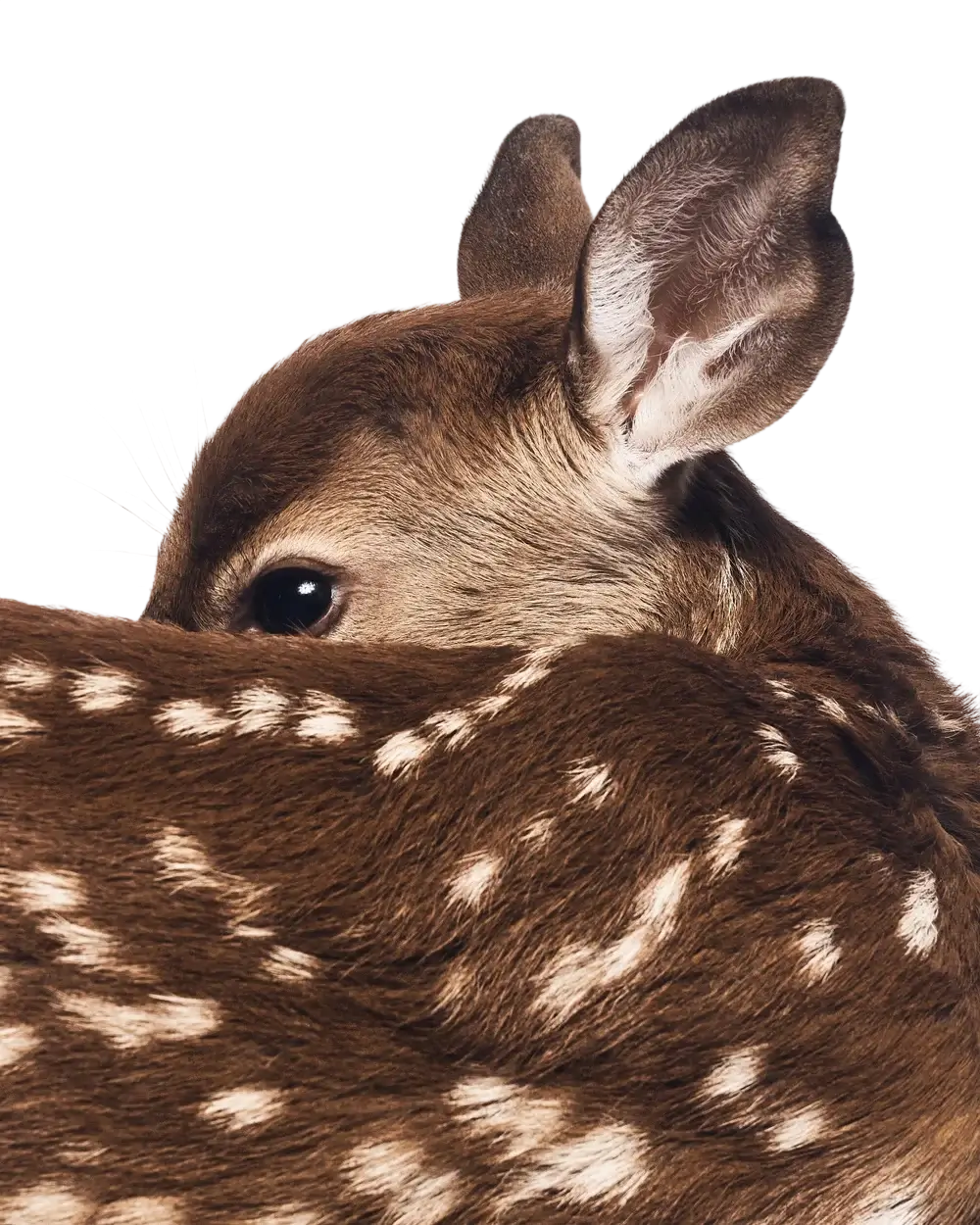 banner animal img